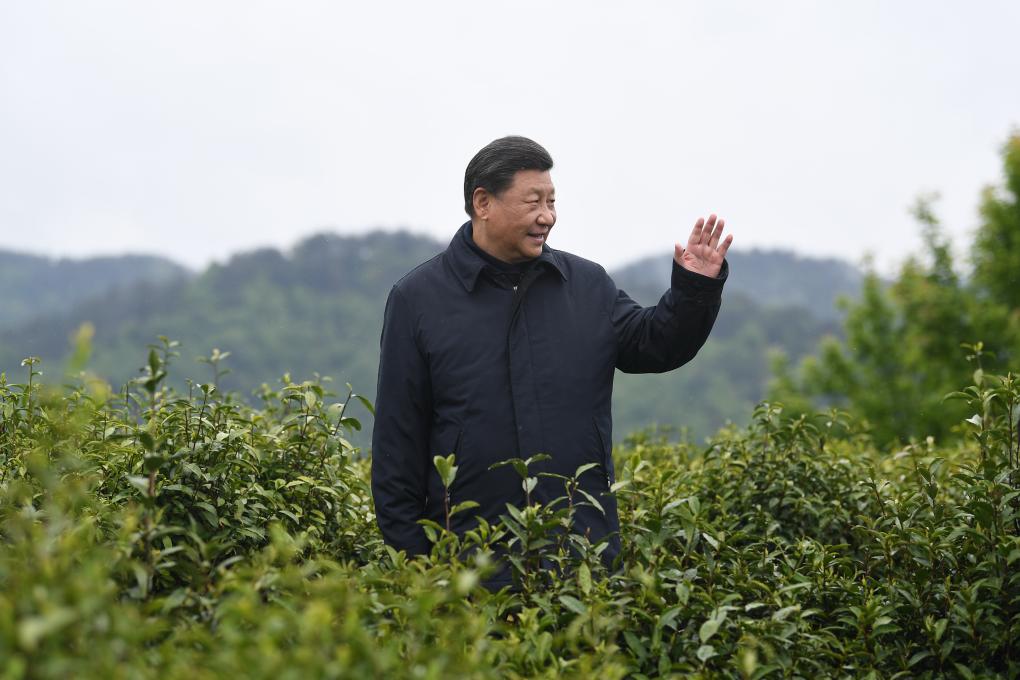 图文故事｜“把茶产业做大做强”