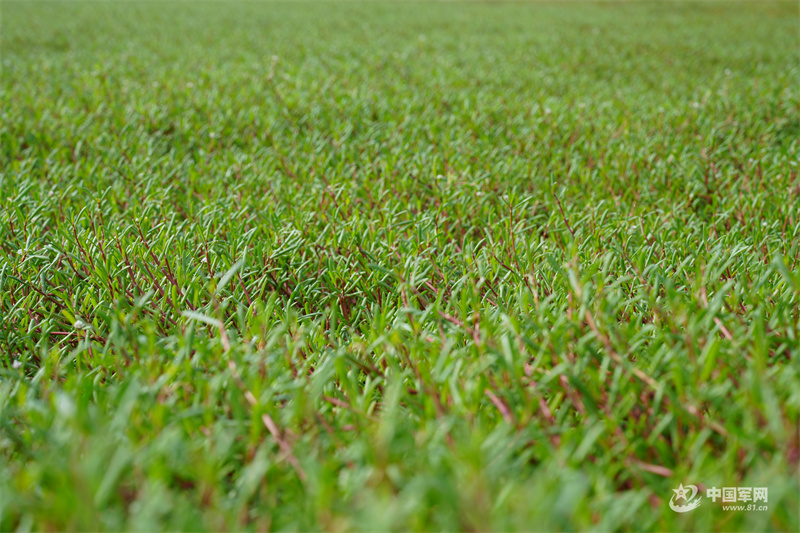 海上戈壁变绿洲——南海岛礁绿色生态可持续建设见闻